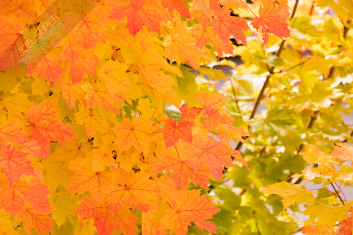 Baum in Herbstfarben